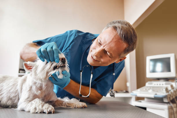 Best Pediatric Emergency Dentist in Victory Gardens, NJ